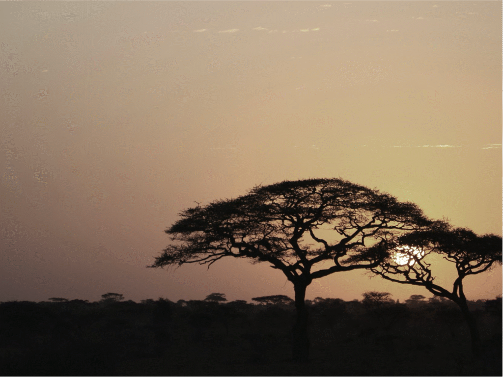 baobab tree
